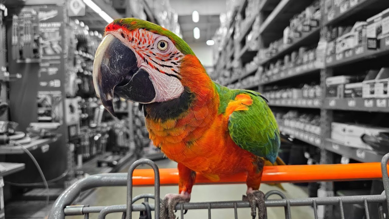 МЫ СНОВА ОТНЕСЛИ НАШЕГО АРУ В @HomeDepot | #ара #попугай #homedepot #dunkindonuts