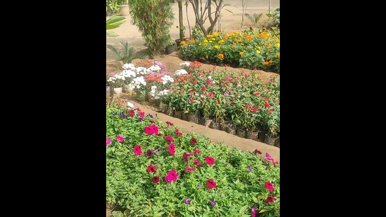 winter flower shopping #shorts#garden #flowers