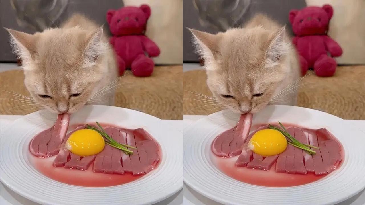 The comfort of pet owners, who understands it? #Who can resist this little bundle of cat?