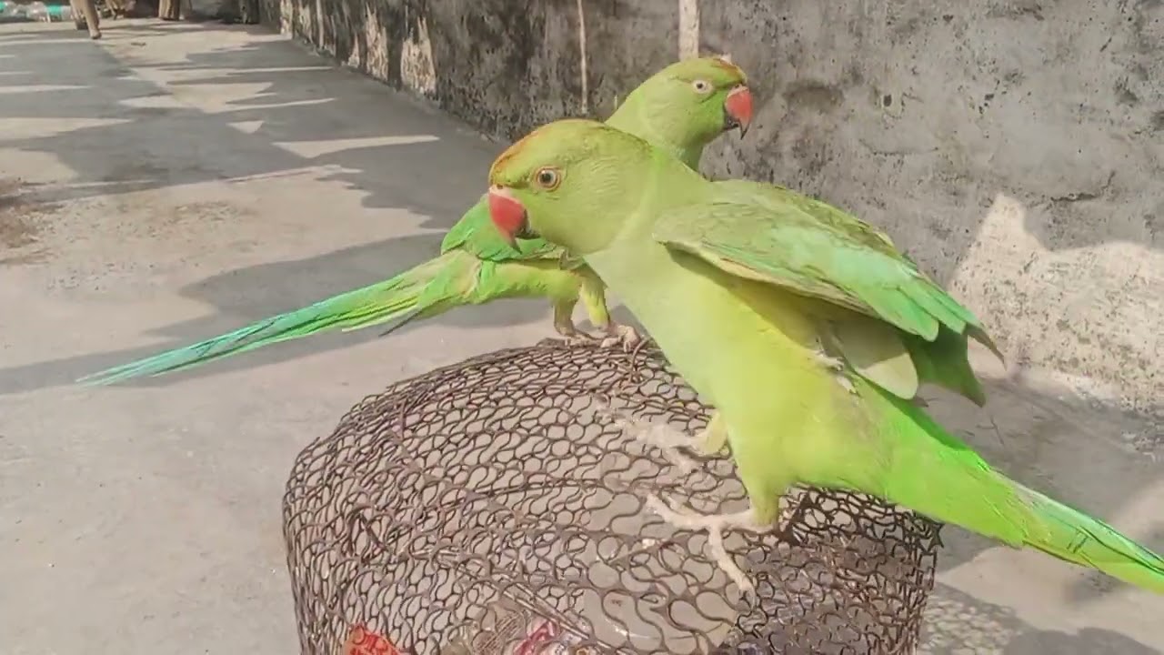 सभी को नमस्ते सभी लोग हमारी वीडियो को लाइक करो चैनल को सब्सक्राइब करो ज्यादा से वीडियोशेयर करो