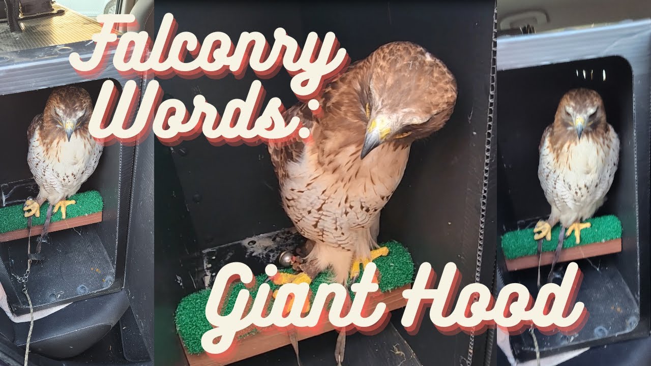 Falconry Words - Giant Hood! (finally)