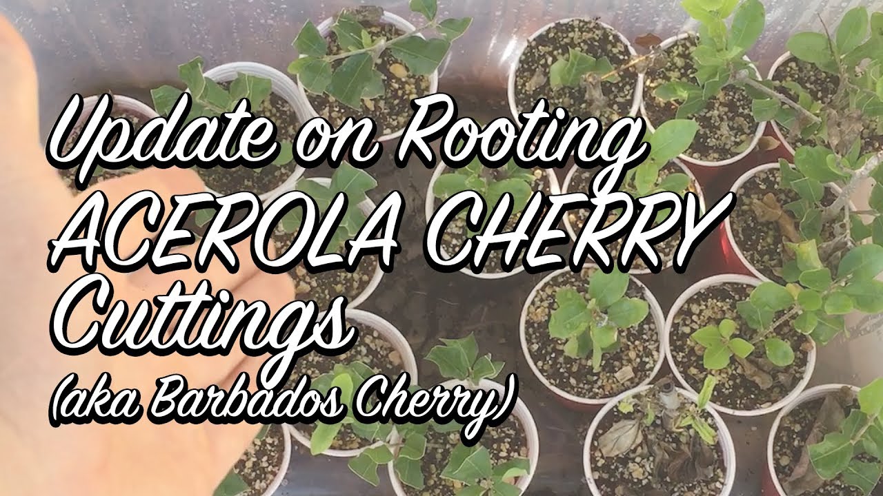Ep118 - Acerola Cuttings Update (after 6 weeks)