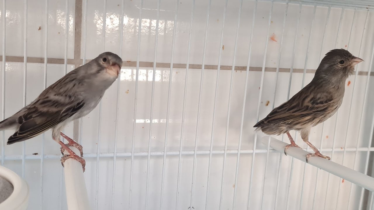 CASAL DE CANÁRIO DOMÉSTICO - BELGA, PÉ-DURO 