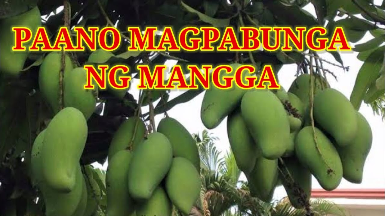 PAANO MAGPABUNGA NG MANGGA