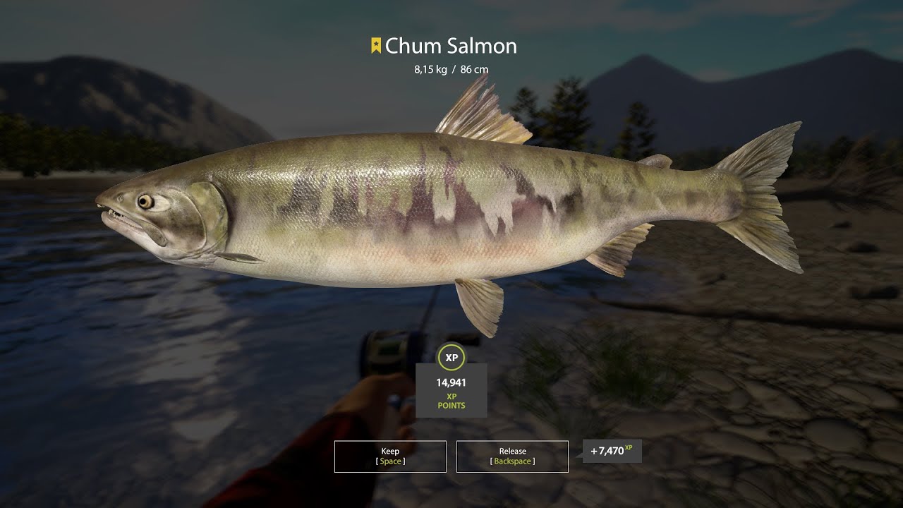 Trophy Chum Salmon 8,15kg | Yama River