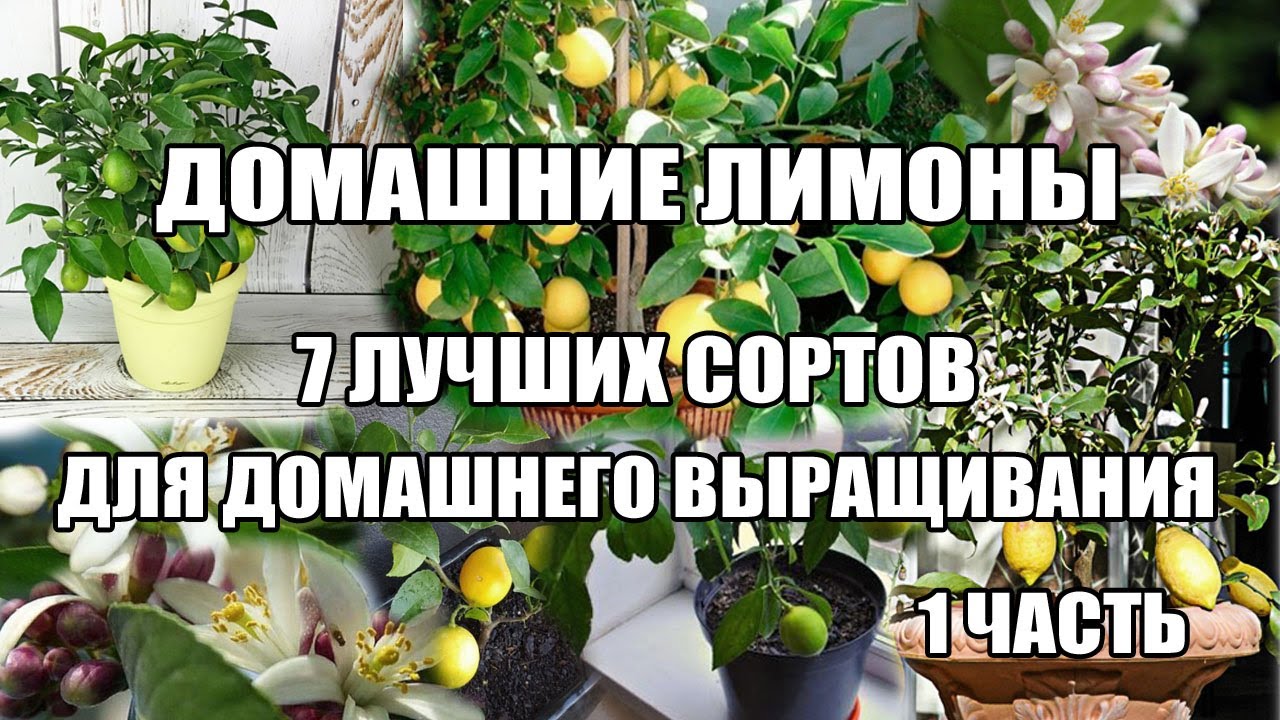 Топ Домашний лимон.7 лучших сортов лимонов в домашних условиях.Часть1.