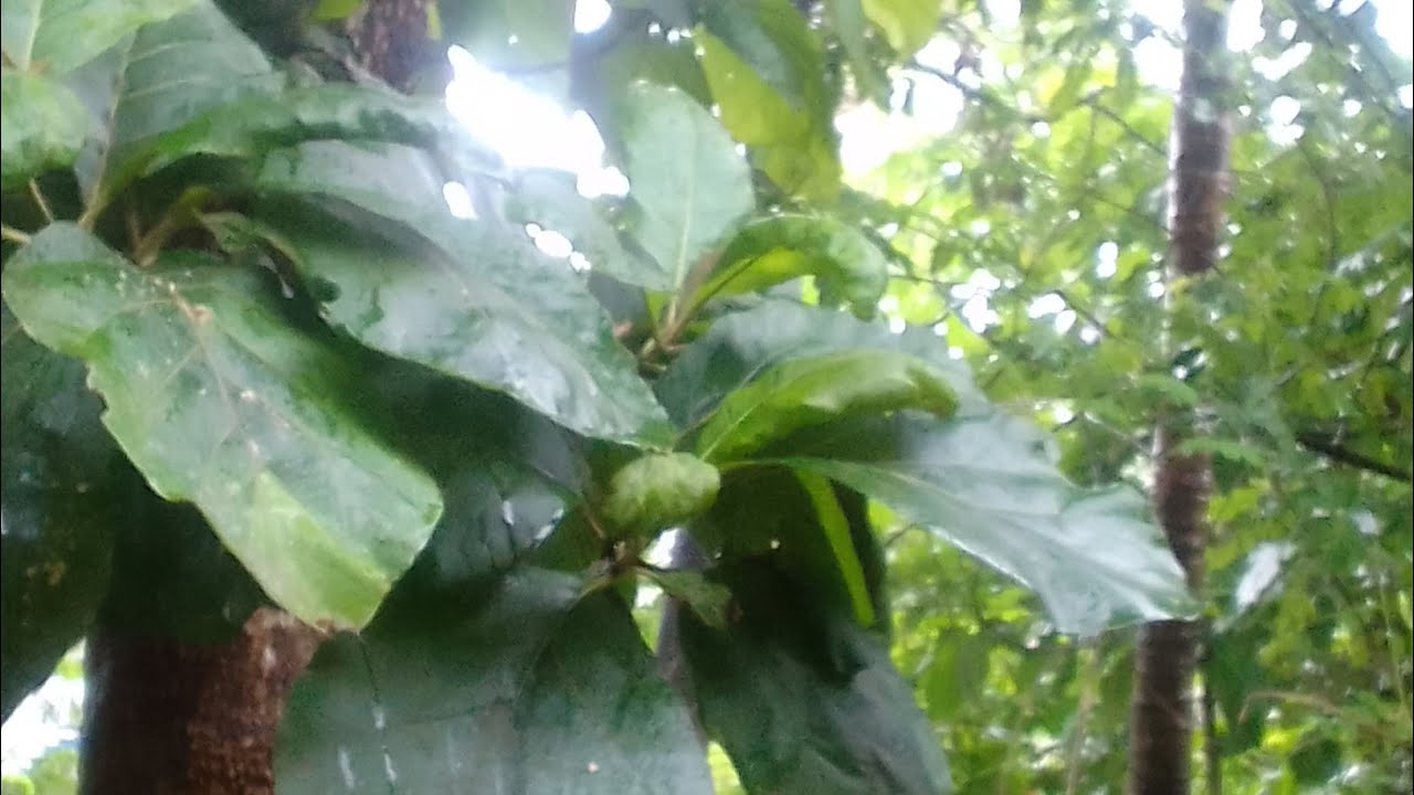 കാക്കോത്തിയിലെ ചിരിവീട് is live