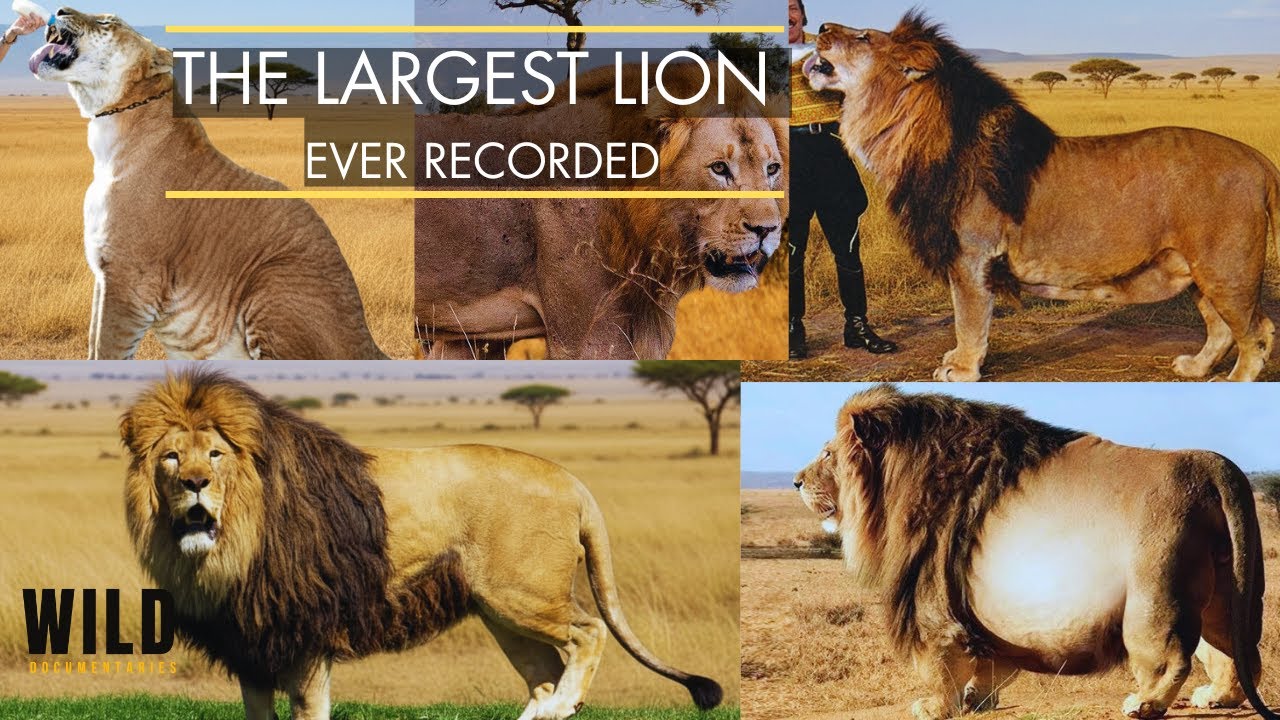 Largest Lions in the World | Myths vs Reality | Unbelievable!