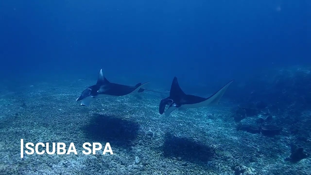 Scuba Spa 2022