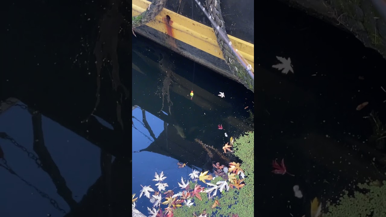 P&ecirc;che au vif attaque &agrave; vue