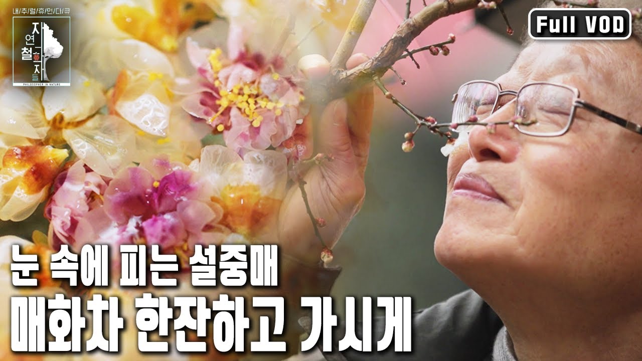 눈 속에서도 꽃을 피워내는 설중매화차 한잔의 진한 향기와 인생의 가르침 | 자연의 철학자들 48부 매화차 한잔하고 가시게 (KBS 20230310 방송)