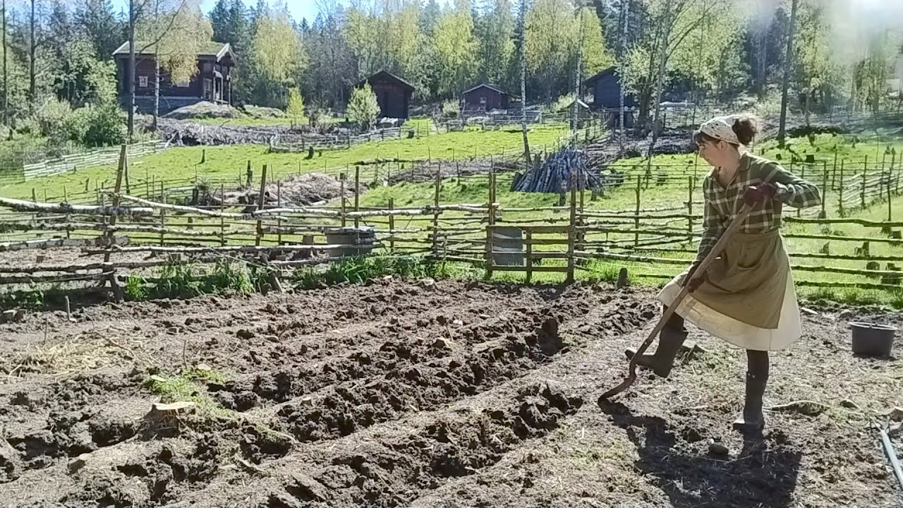 Triplets and spring planting | Homestead Diary, May | living off grid in Norway