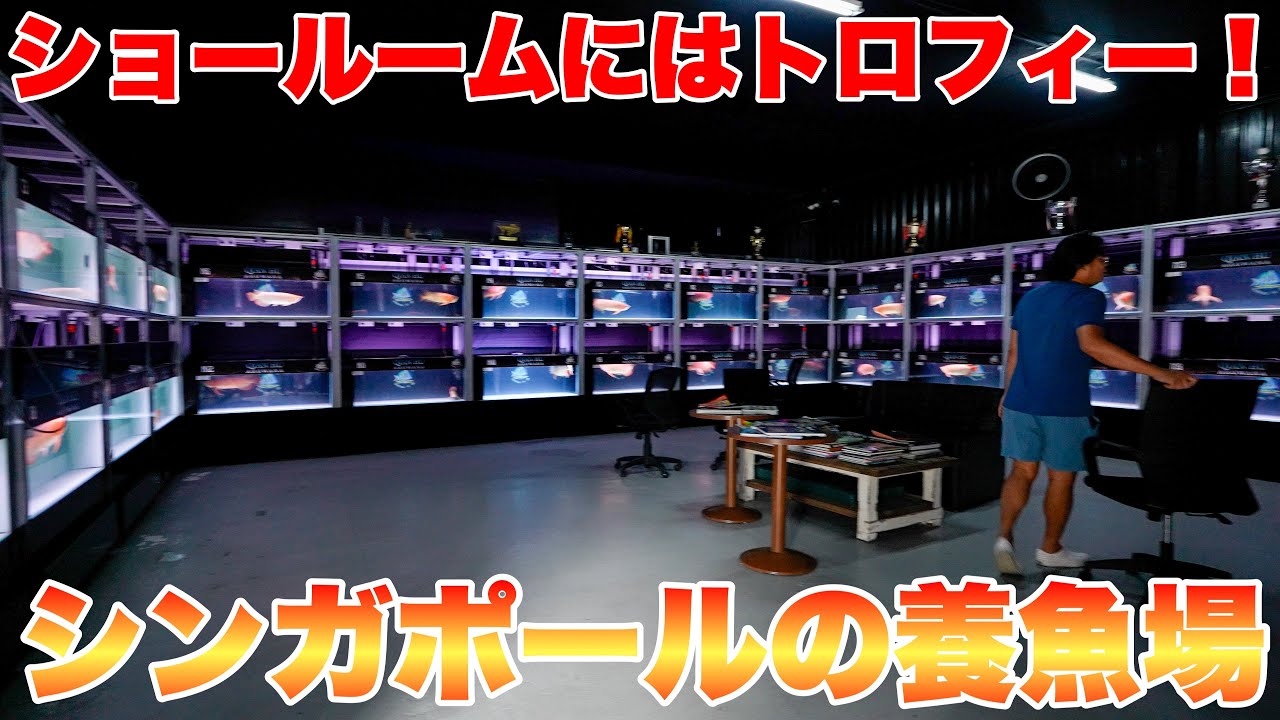 【海外訪問#3】シンガポールのファーム訪問！　#アロワナ #高級魚 #aquarium #アクアリウム #大型魚 #アジアアロワナ #アロワナ #古代魚 #紅龍