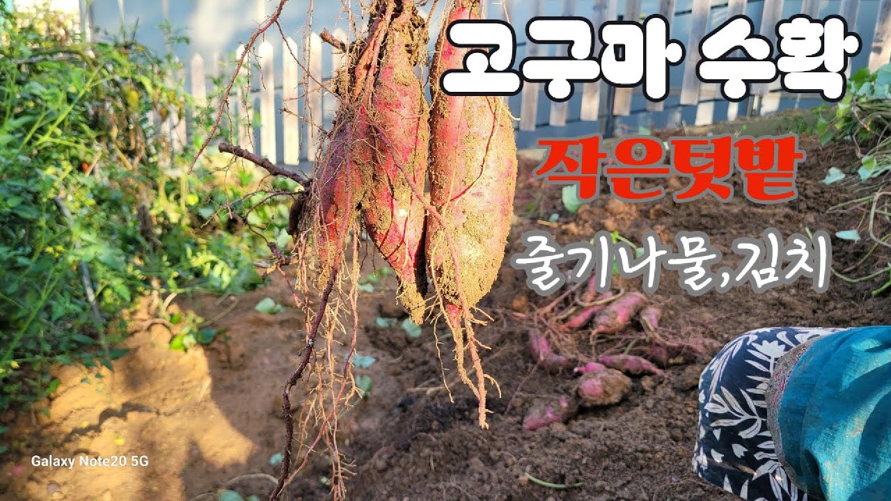고구마 수확