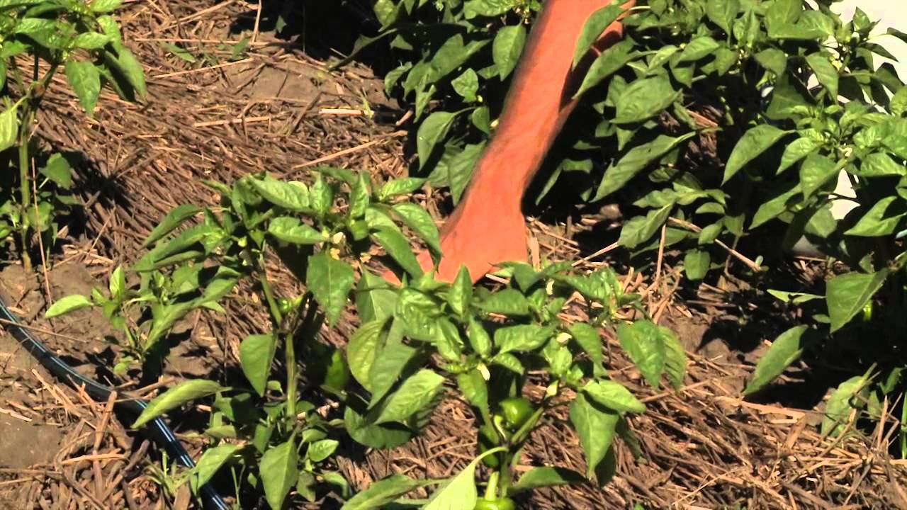 Conservation Tillage in Organic Vegetable Production