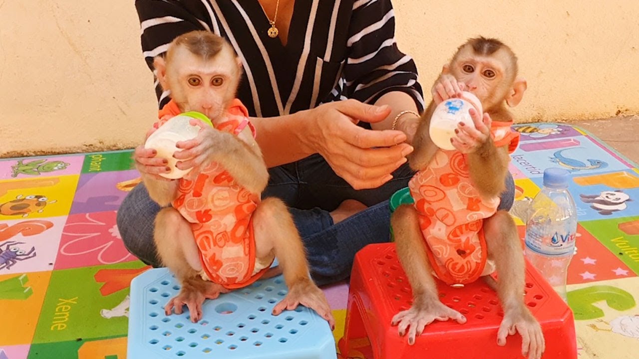 WOW! So Smart Both Lovely Baby Lion & Sono Sit On The Chair Drinking Milk
