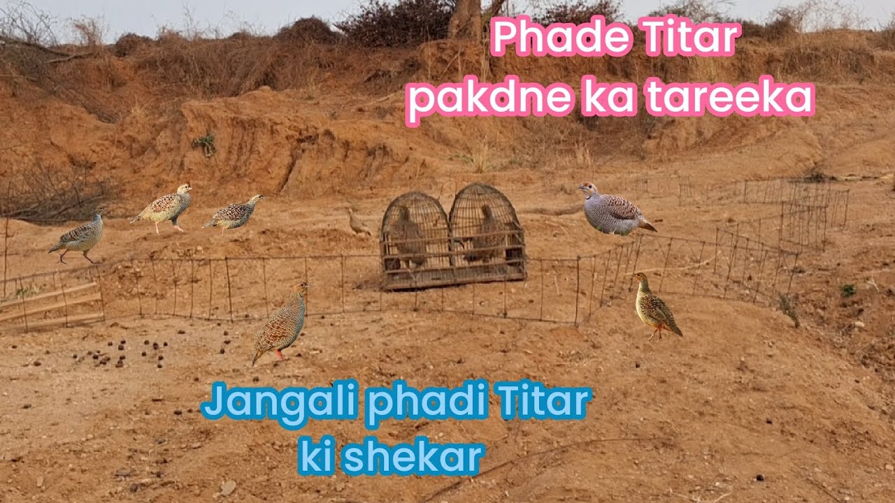Phade Titar pakdne ka tareeka Jangali phade Titar ki Shekhar Live 