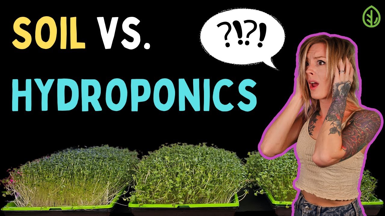 SOIL vs. HYDROPONICS for Growing Broccoli Microgreens Indoors: Who wins?