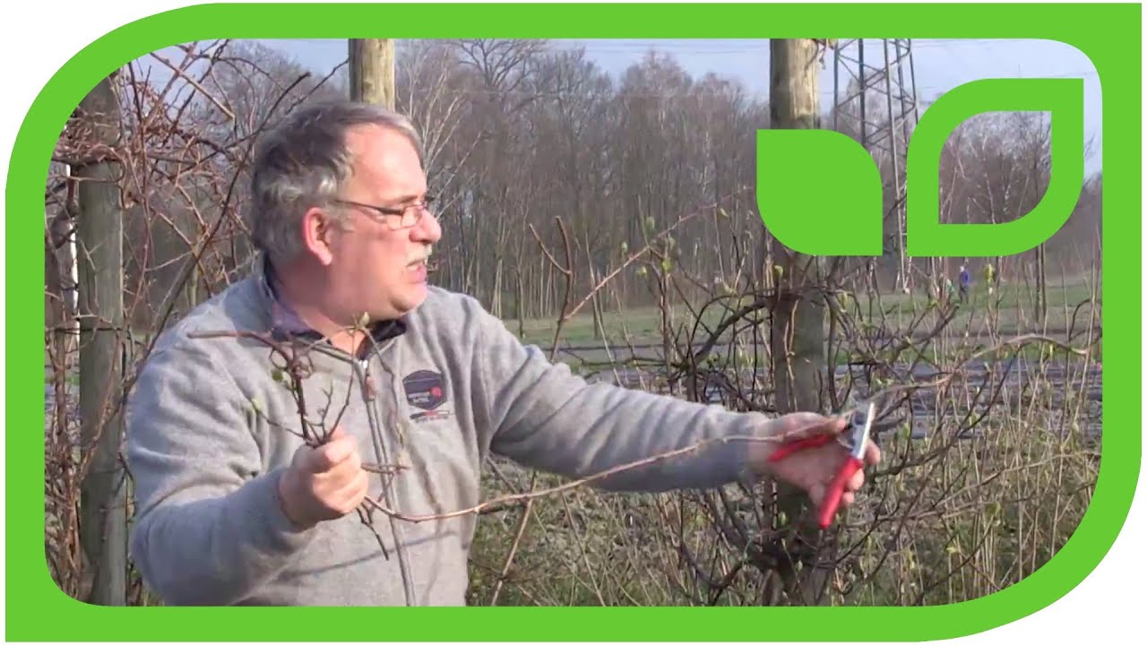 Ein weiteres Mal - Wie schneide ich eine Sommerkiwi oder Traubenkiwi