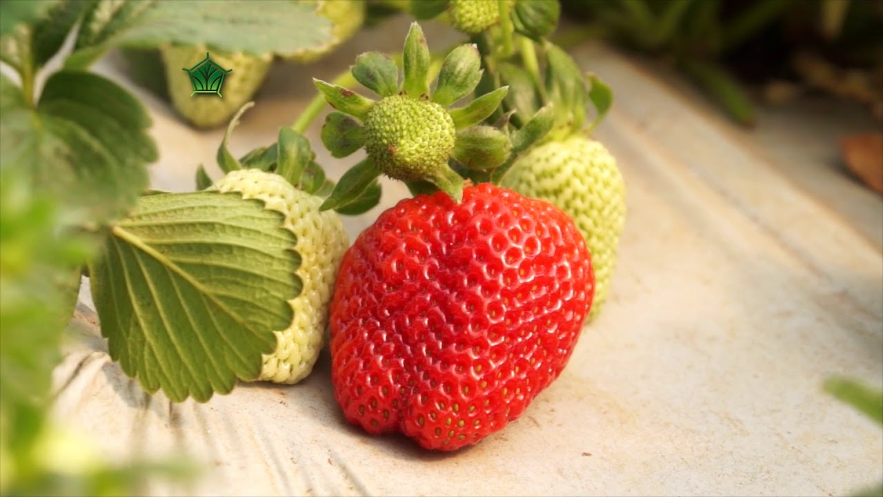 AgroScience | Nutrici&oacute;n para Fresa con Oscar Cabrera