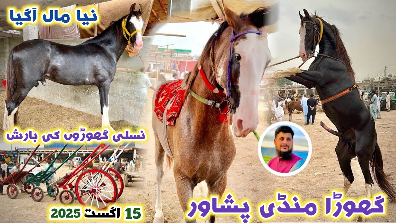 Horse 🐎 Mandi Peshawar New Updates 15/Aug/2025 | High Quality Racer & Polo Horses | Izhar Ali Shah