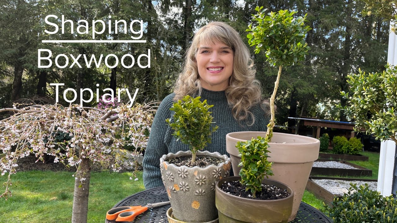 Shaping Boxwood Topiary 🌳 [TheHappyPlaceGarden]