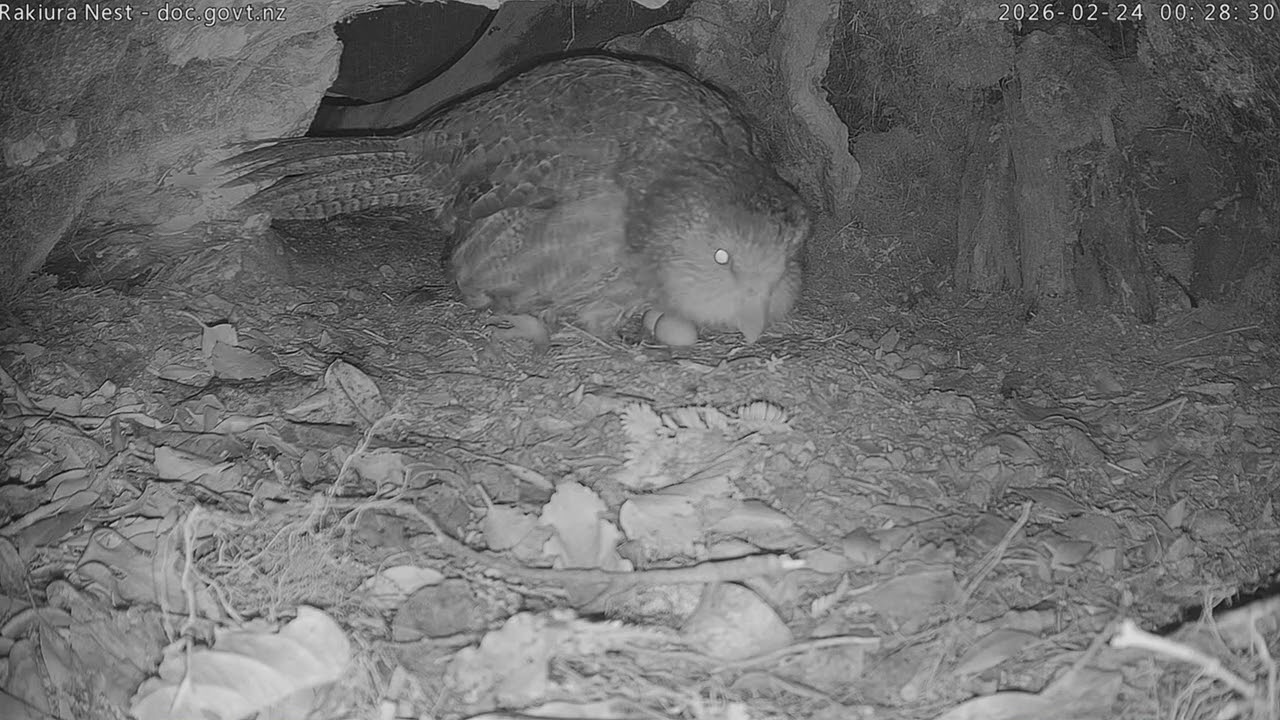 Short-tailed bat enters Rakiura nest - 24 February