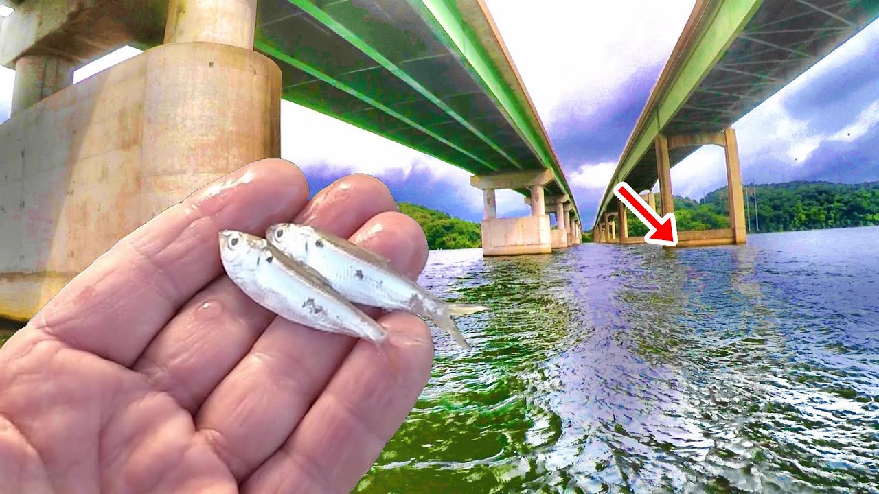 If You Like To Eat Crappie - Easy Way To Catch Them In The Summer!