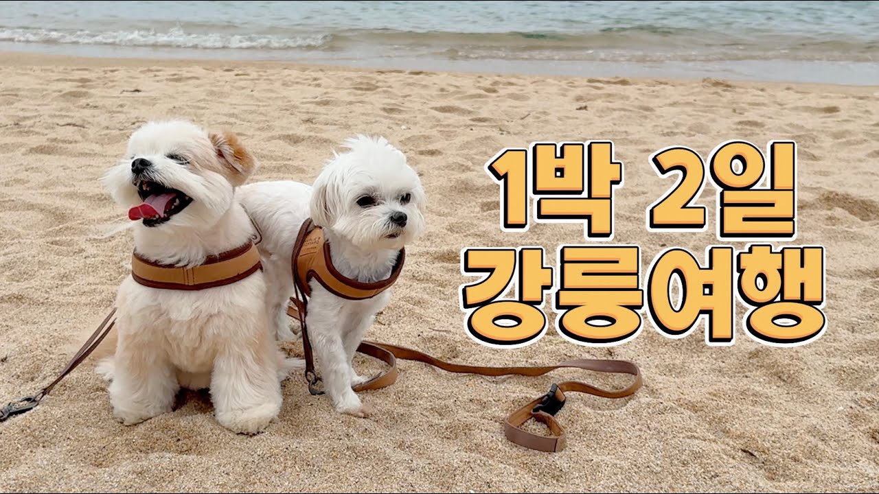 반려견 동반 강릉여행 코스 추천 10곳, 이대로만 가면 됩니다