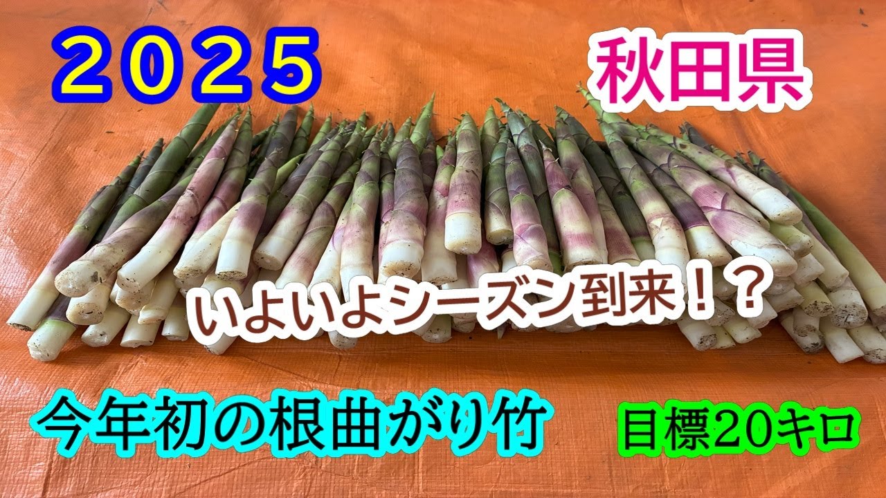 2025  秋田県　根曲がり竹採り！　最後に奇跡は起こるもの！？