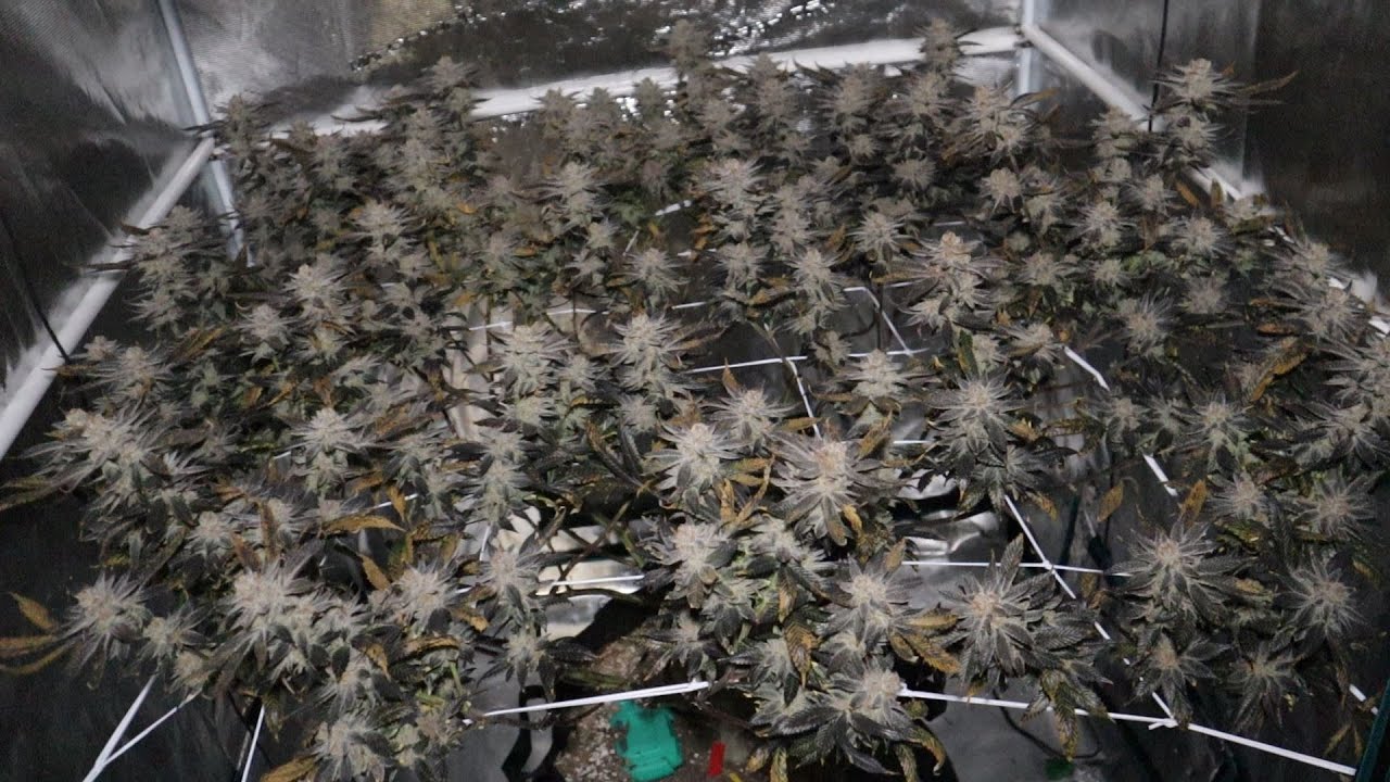 Harvest Day Terple Massive Plant, Mars FC8000, PLUS Pheno Hunt Update!