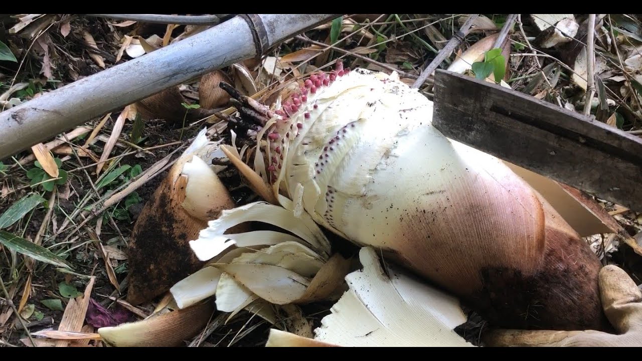 筍掘り｜筍とワラビの煮付け｜筍のきんぴら｜筍とアサリおこわ｜塩鶏肉の大蒜焼き｜甘酒入り手作りホワイトソース・筍と塩鶏のホワイトドリア｜乾燥筍・乾燥ワラビ｜桜の終盤｜japanesefood