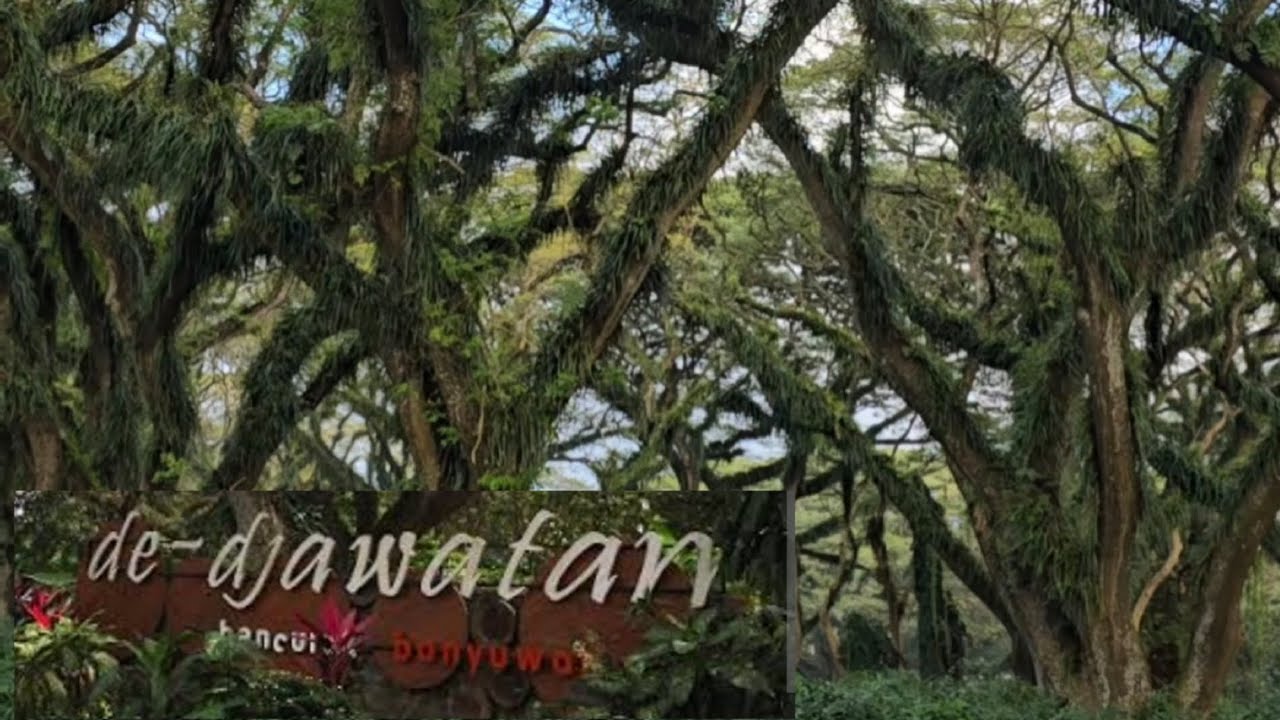 Djawatan Forest Banyuwangi 