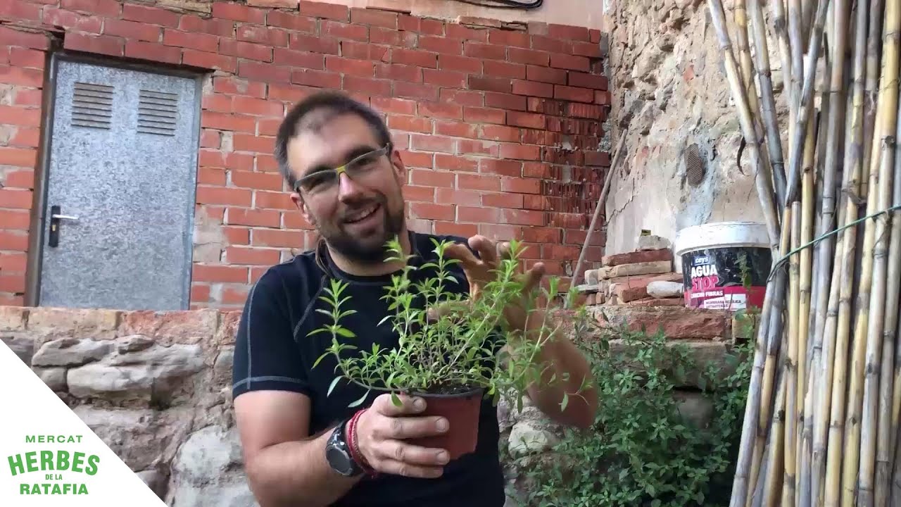 Passejada virtual per l’hort del Col·lectiu Eixarcolant | Ratafia TV