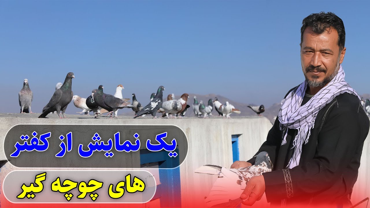 یک نمایش از کفتر های چوچه گیر تقدیم شوقی های عزیز /0117Afghan Shawqi