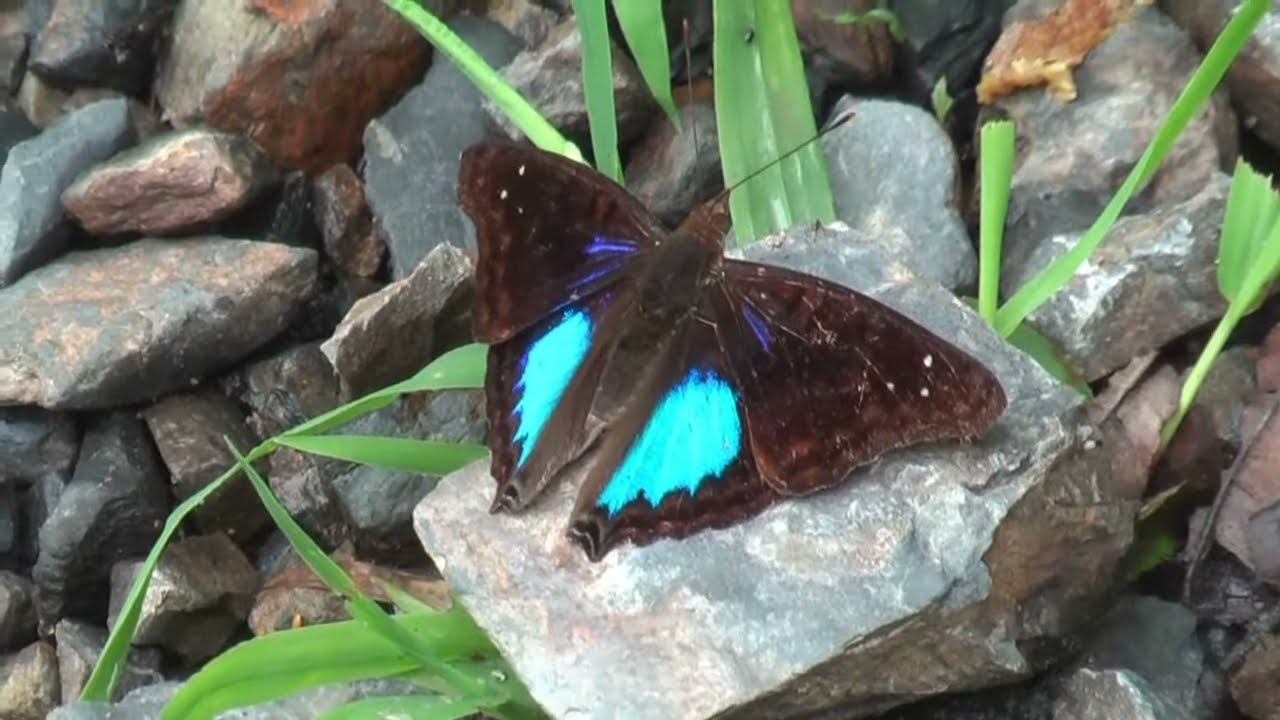 Butterflies from Yungas Bolivia part 3