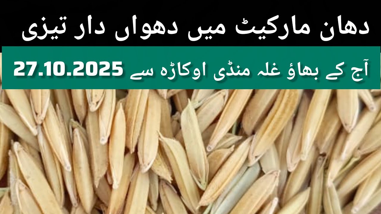 DHAN PRICE TODAY OKARA MANDI PAKISTAN// munji mandi rate 1509 27.10.2025