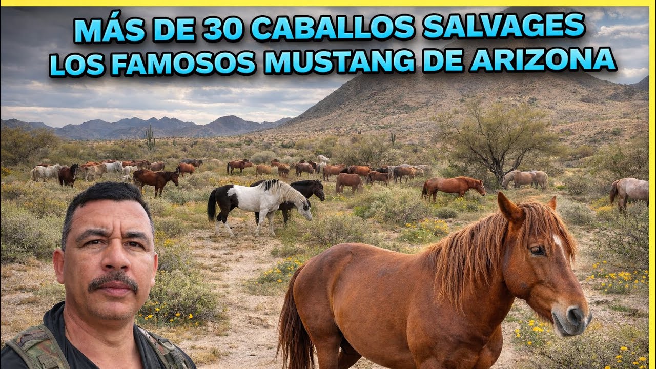 Caballos Salvages Oeste Americano 