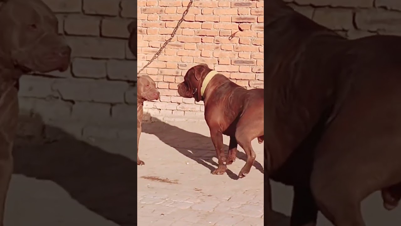 Training base between dog activities@ 2
