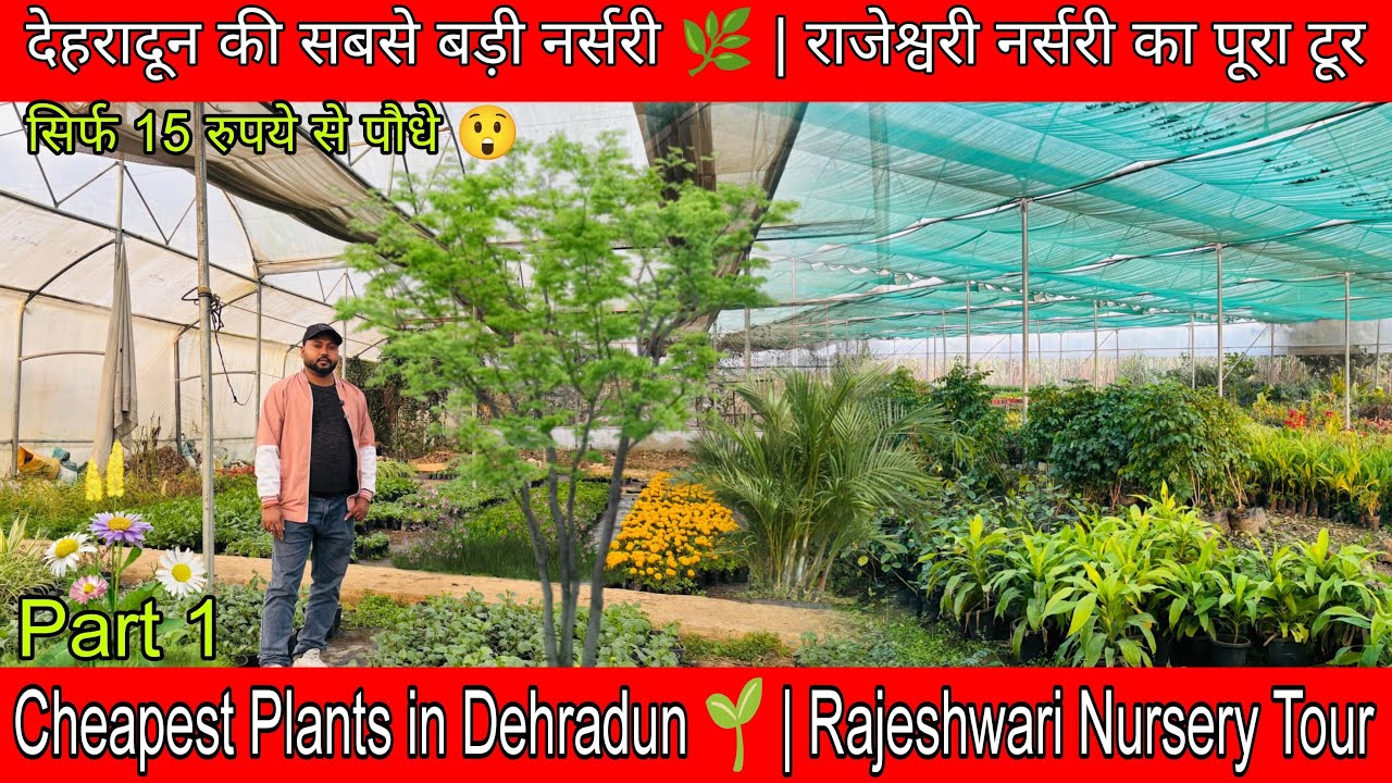 CHEAPEST & BEGETS RAJESHWARI NURSERY TOUR (15 रुपये में पौधे 🌿 | राजेश्वरी नर्सरी पूरा टूर)