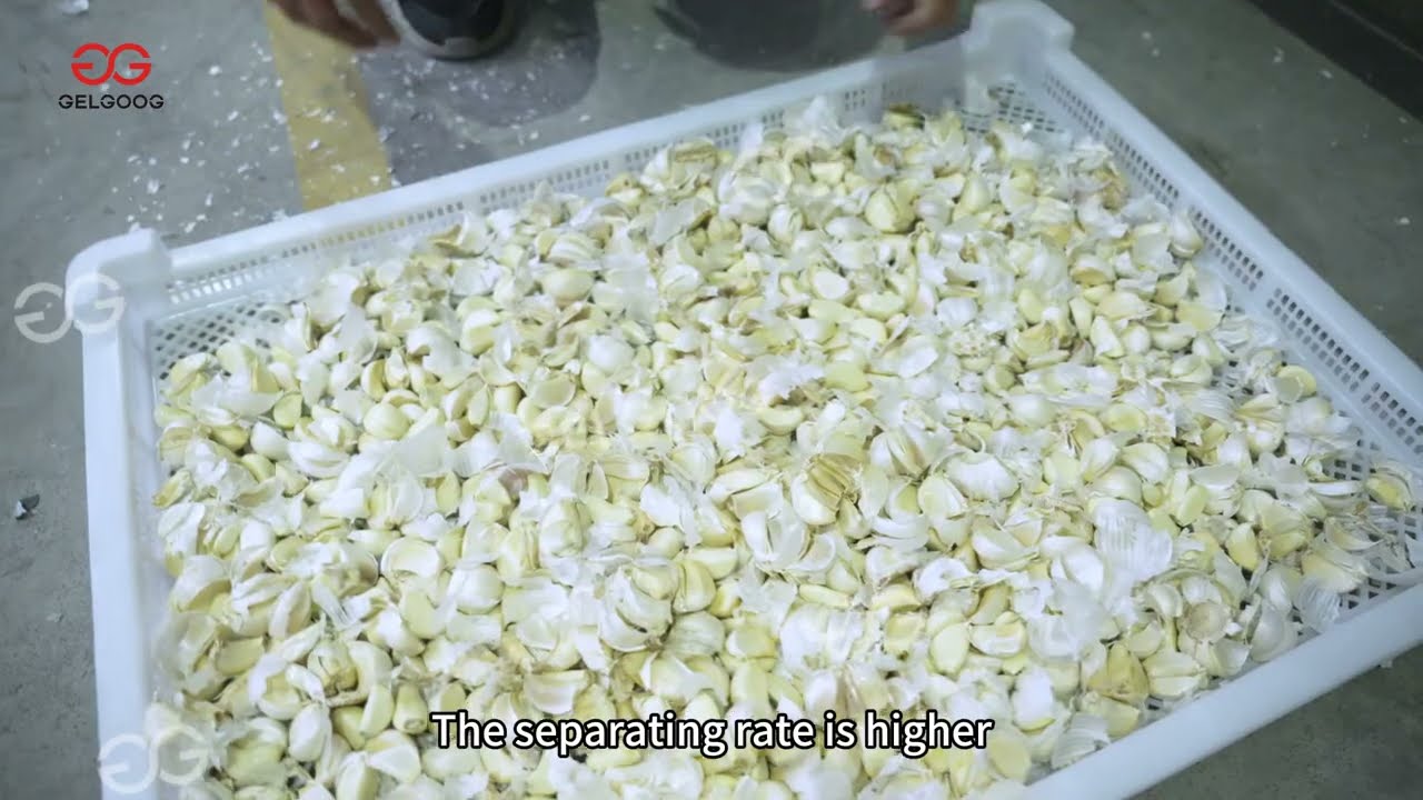 Garlic Bulb Breaking Machine | Automatic Garlic Clove Separator with Roller Design