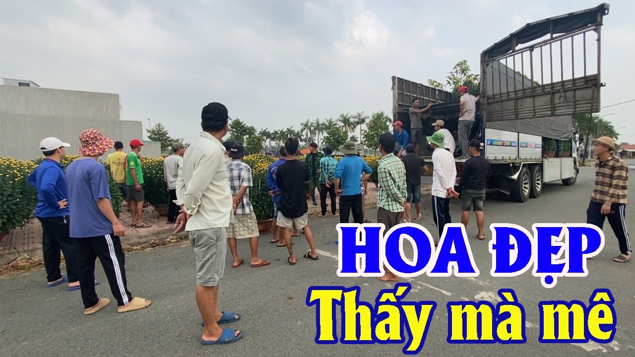 Vạn Thọ Dưới Quê Trổ Hoa Tươi Rói, Hoa Tết Chính Thức Vào Mùa | Góc Miền Tây #582