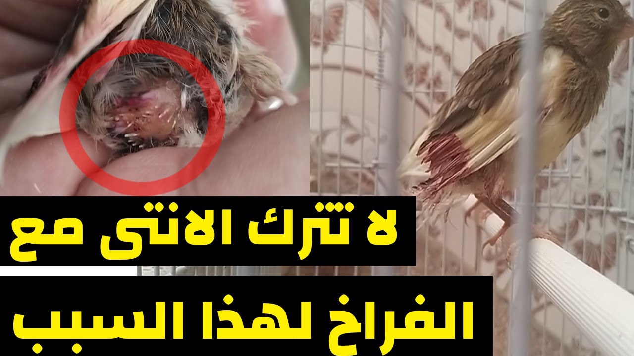 انثى الكناري تنتف ريش الفراخ لهذا السبب لا تترك الفراخ مع الانثى