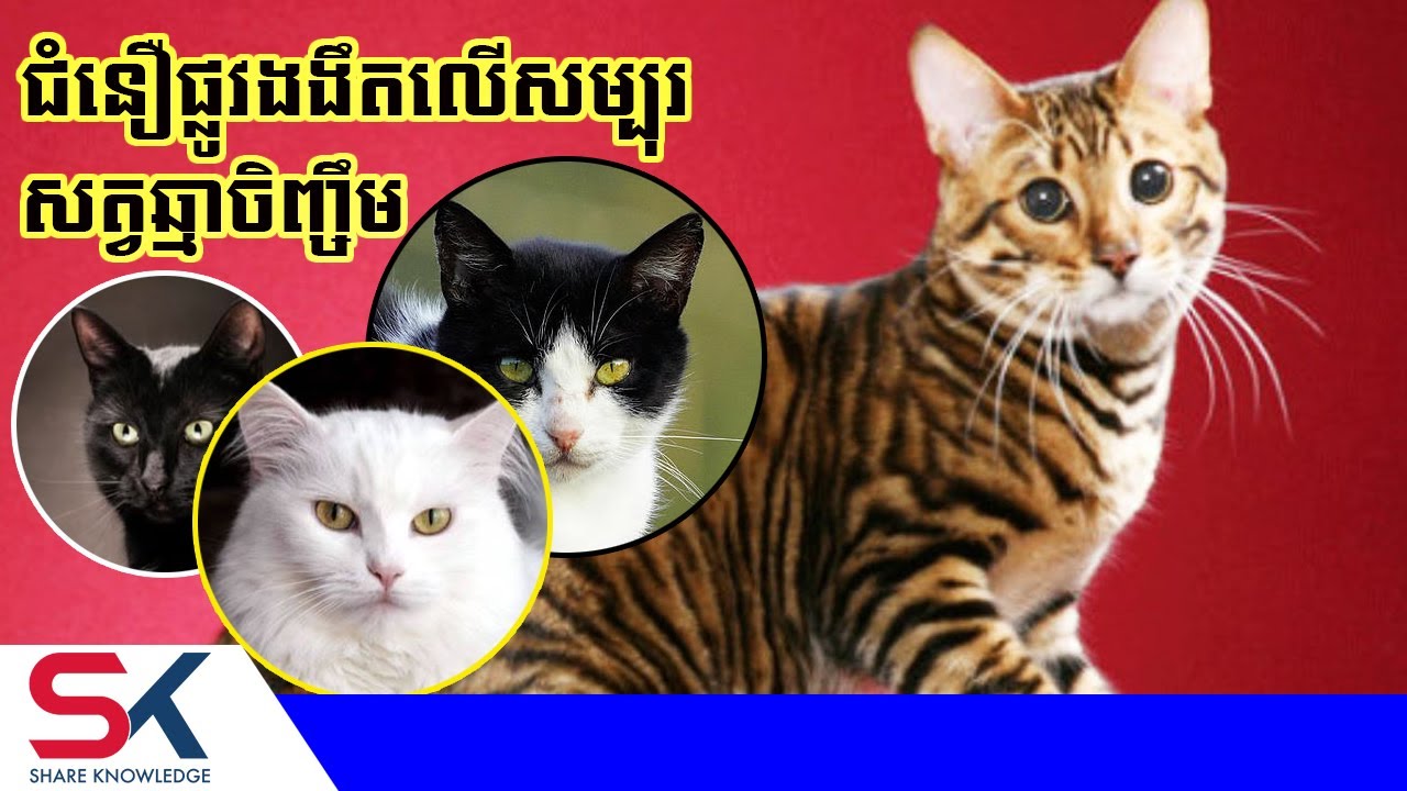 ជំនឿផ្លូវងងឹតទៅលើសម្បុរសត្វឆ្មាចំនួន ១០ពណ៌