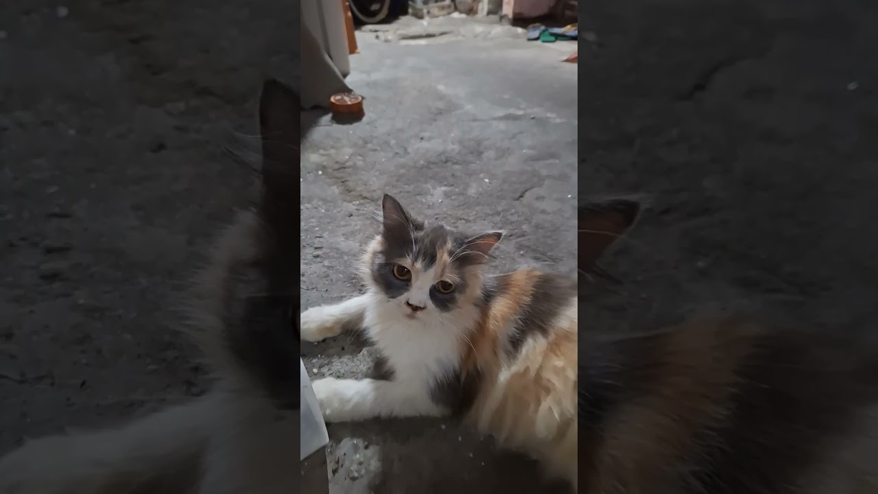 my friendly neighbour ❤️#fyp #cats #youtubeshorts #plslikesubscribe #thanksforwatching