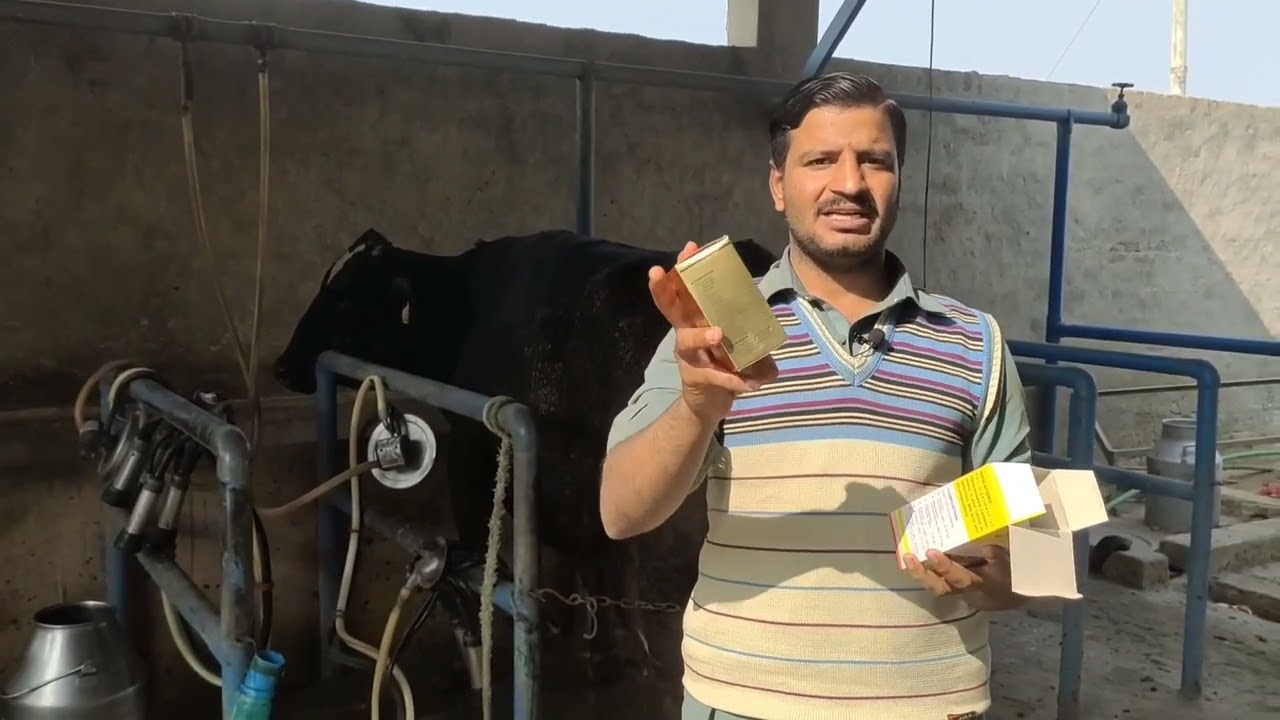 Treatment of Early Stage Milk Fever in Cattle Hindi/Urdu #vetassistant