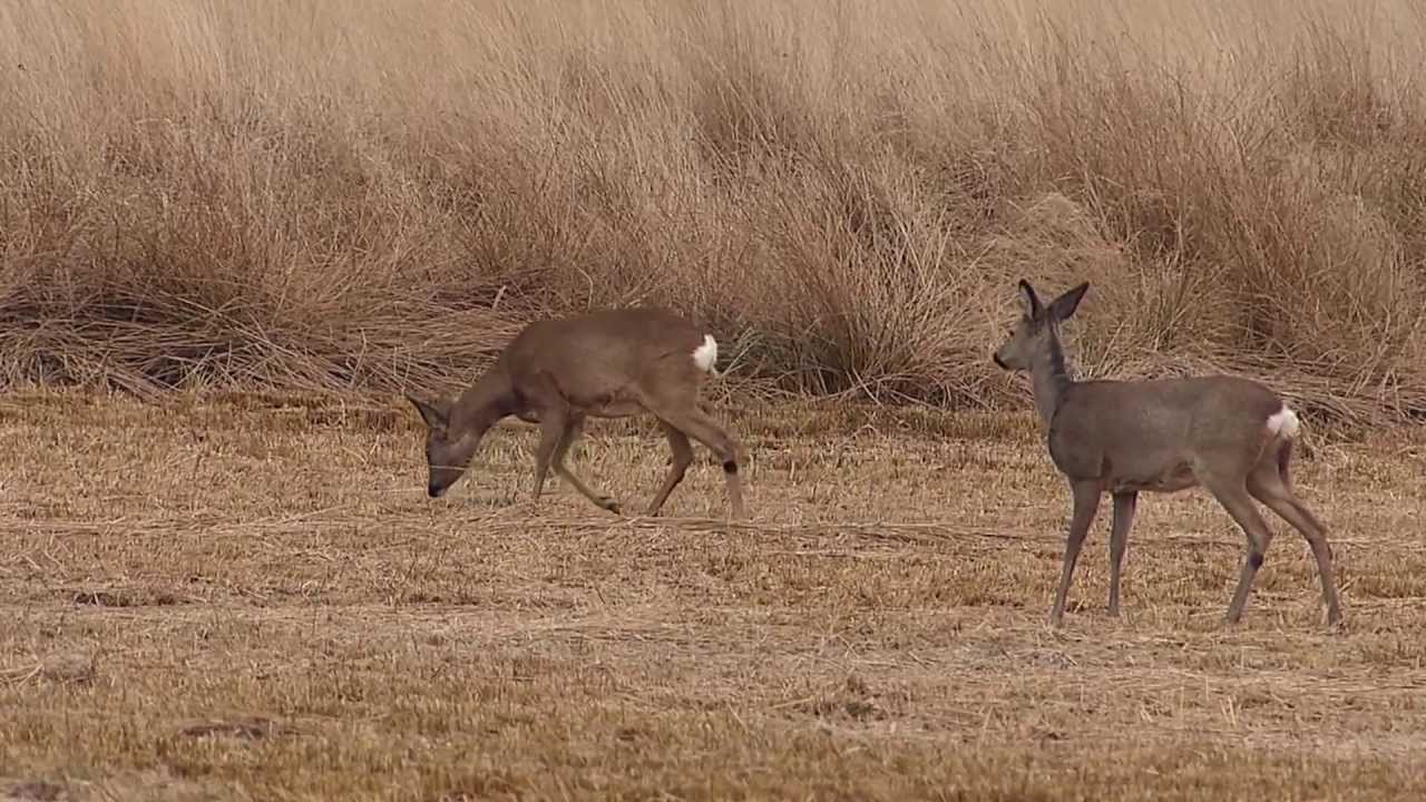 Ree&euml;n in Drenthe (Holland). Roedeer in a wetland - heatherfield