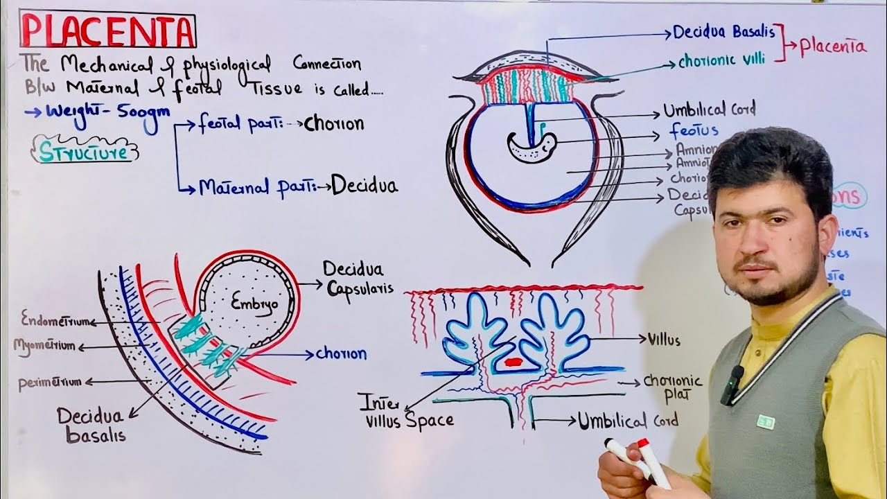 Placenta; structure and functions| Placentation class 12| MDCAT Biology