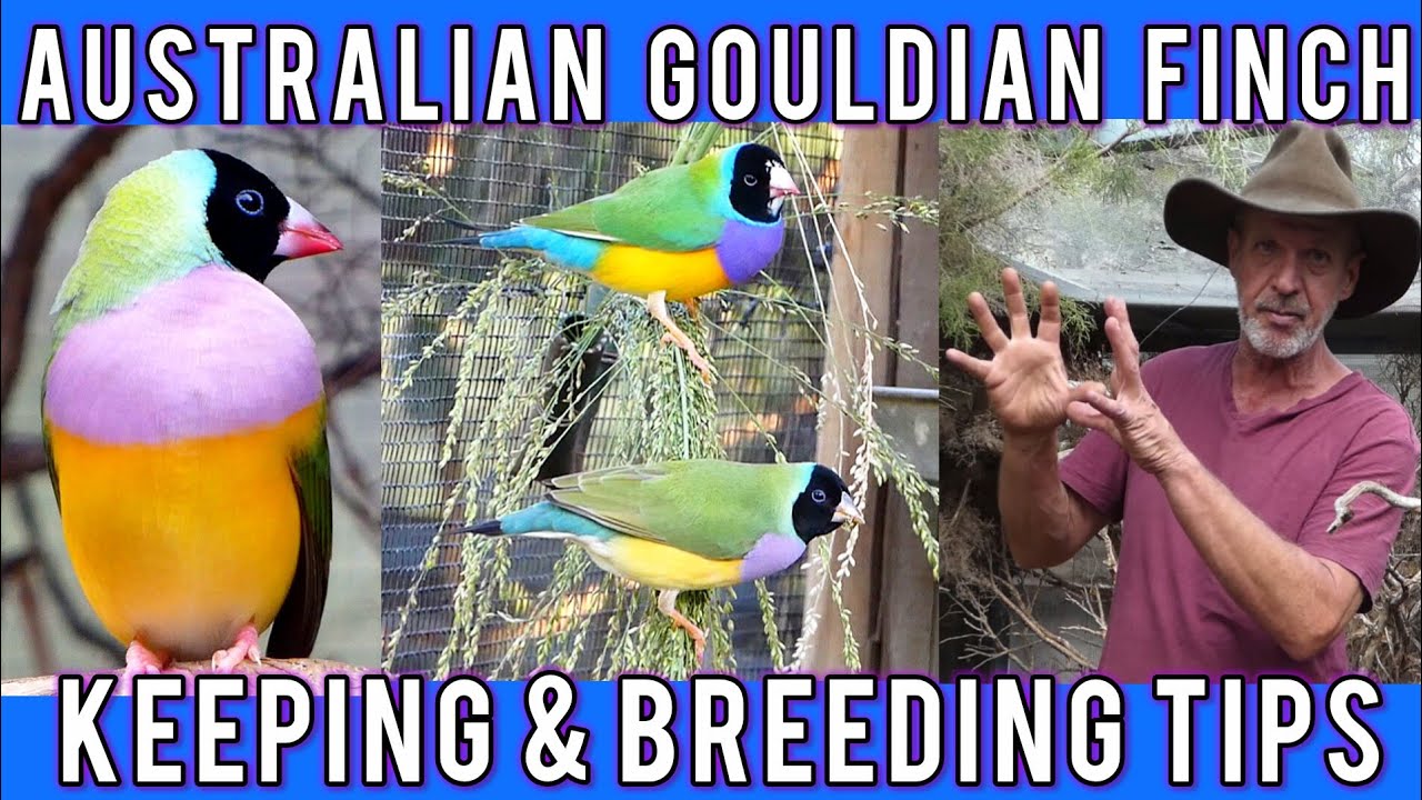 Australian Gouldian Finch: Micks breeding & keeping advice.