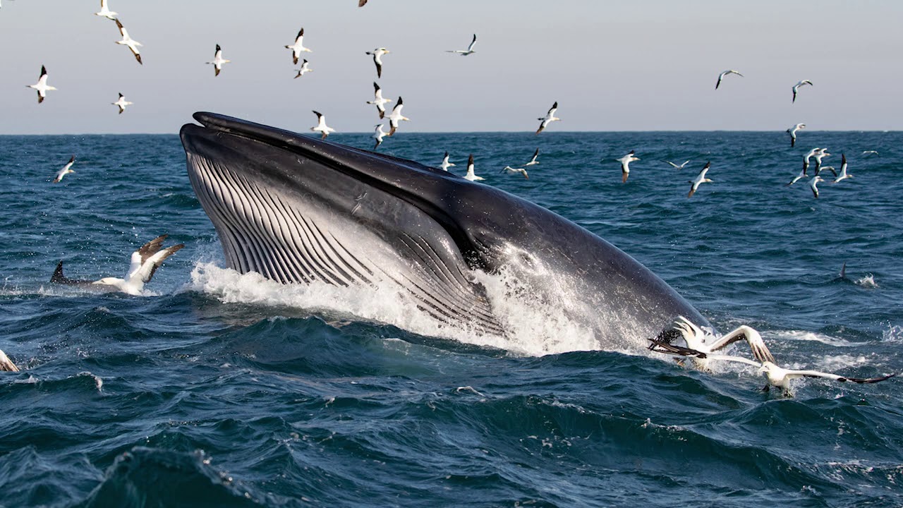 Sardine Run Adventure — South African Aquatic Safari